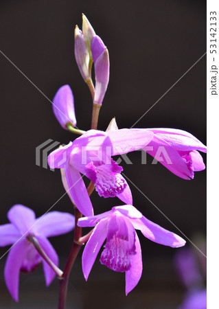 シラン（紫蘭） 53142133