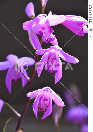 シラン（紫蘭） 53142134