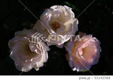 ロイヤルバラ三輪 53142569