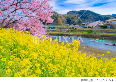 静岡県賀茂郡南伊豆町 河津桜 みなみの桜と菜の花まつり 静岡県賀茂郡南伊豆町 河津桜 みなみの桜と菜の花まつり 53143153
