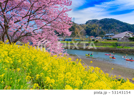 静岡県賀茂郡南伊豆町　河津桜　みなみの桜と菜の花まつり 53143154