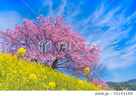 静岡県賀茂郡南伊豆町　河津桜　みなみの桜と菜の花まつり 53143168