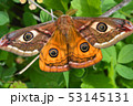 Emperor's Night Butterfly 53145131
