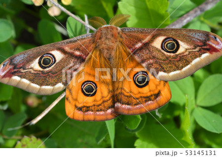 Emperor's Night Butterfly Emperor's Night Butterfly 53145131