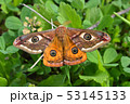 Emperor's Night Butterfly 53145133