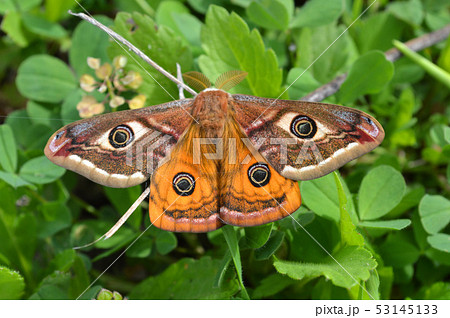 Emperor's Night Butterfly Emperor's Night Butterfly 53145133