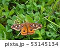 Emperor's Night Butterfly 53145134