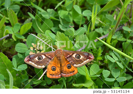 Emperor's Night Butterfly 53145134