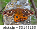 Emperor's Night Butterfly 53145135