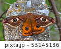 Emperor's Night Butterfly 53145136