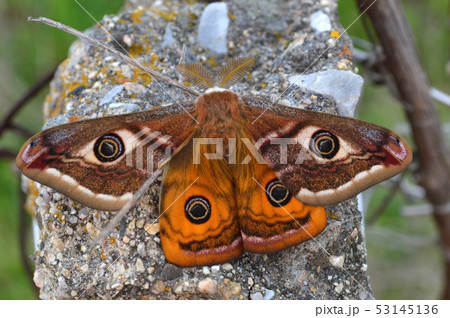 Emperor's Night Butterfly Emperor's Night Butterfly 53145136