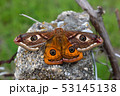 Emperor's Night Butterfly 53145138