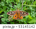 Emperor's Night Butterfly 53145142