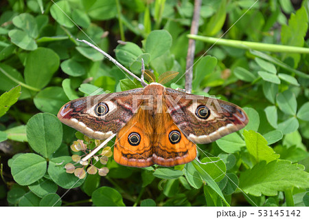 Emperor's Night Butterfly Emperor's Night Butterfly 53145142