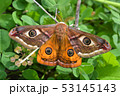 Emperor's Night Butterfly 53145143