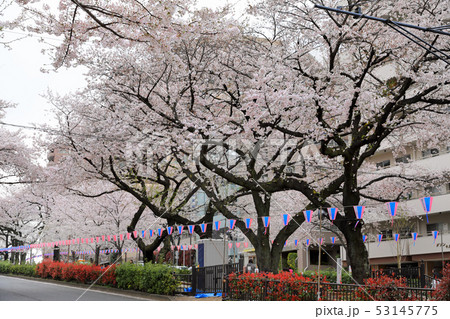 播磨坂の桜04 53145775