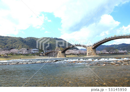 春の錦帯橋 春の錦帯橋 53145950