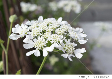 オルラヤ　ホワイトレース 53146852