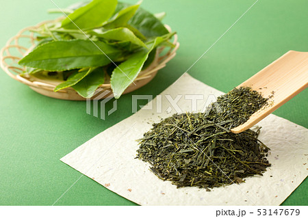 茶葉の新芽 53147679