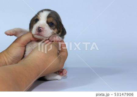 silver tri color beagle puppy is sleeping silver tri color beagle puppy is sleeping 53147906