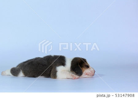 silver tri color beagle puppy is sleeping silver tri color beagle puppy is sleeping 53147908