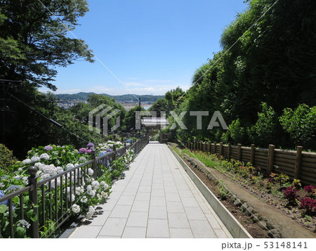 大覚寺派普明山法立寺成就院の紫陽花 53148141