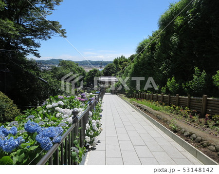 大覚寺派普明山法立寺成就院の紫陽花 大覚寺派普明山法立寺成就院の紫陽花 53148142