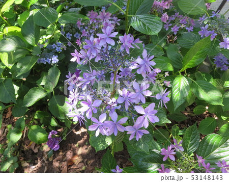 大覚寺派普明山法立寺成就院の紫陽花 大覚寺派普明山法立寺成就院の紫陽花 53148143