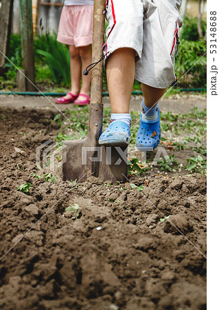 The boy is digging a vegetable garden with a big The boy is digging a vegetable garden with a big 53148688