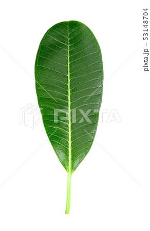 Green leaves of plumeria isolated on white Green leaves of plumeria isolated on white 53148704