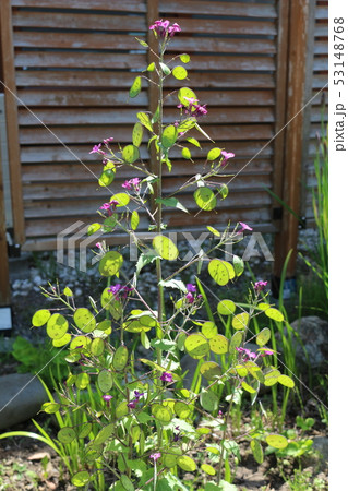 合田草 ごうだそう の写真素材