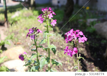 合田草 ごうだそう の写真素材