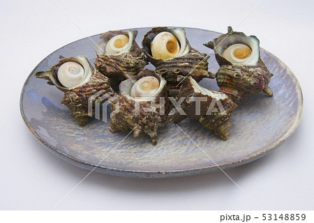 さざえのイメージ さざえのイメージ 53148859