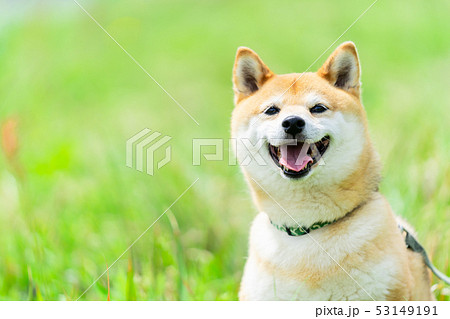 緑背景に柴犬　飼い犬　日本犬　一般的な犬　散歩　遊ぶ 53149191