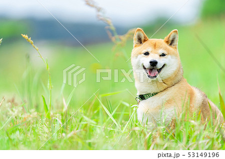 緑背景に柴犬 飼い犬 日本犬 一般的な犬 散歩 遊ぶの写真素材