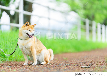 緑背景に柴犬 飼い犬 日本犬 一般的な犬 散歩 遊ぶの写真素材