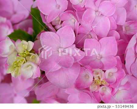 Close up Hydrangea flower Close up Hydrangea flower 53149436