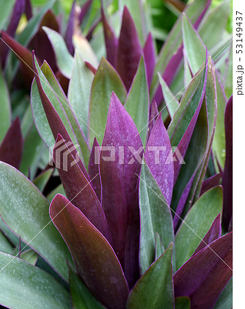 Close up Boat-lily, Oyster Lily plant 53149437
