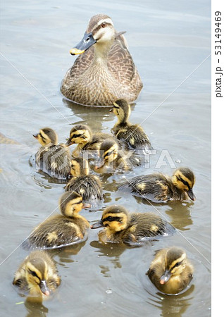 カルガモの親子が池でお散歩 カルガモの親子が池でお散歩 53149469
