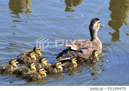 カルガモの親子が池でお散歩 カルガモの親子が池でお散歩 53149470
