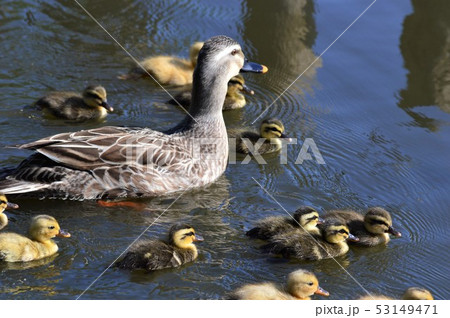 カルガモの親子が池でお散歩 53149471