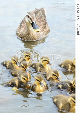 カルガモの親子が池でお散歩 53149473