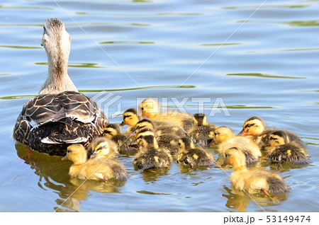 カルガモの親子が池でお散歩 53149474