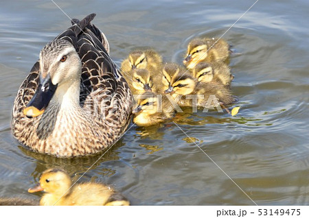 カルガモの親子が池でお散歩 カルガモの親子が池でお散歩 53149475