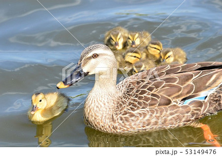 カルガモの親子が池でお散歩 53149476