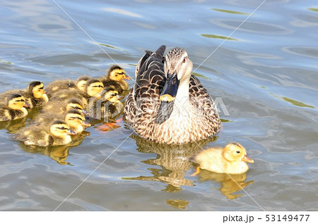 カルガモの親子が池でお散歩 53149477