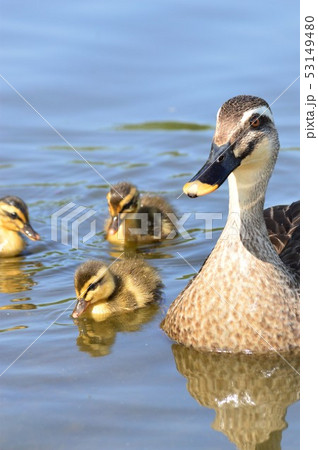 カルガモの親子が池でお散歩 53149480