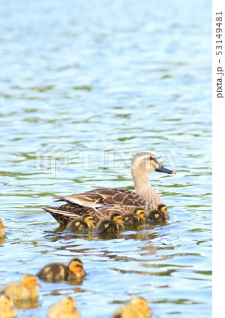 カルガモの親子が池でお散歩 53149481