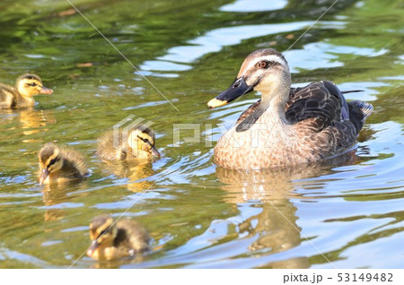 カルガモの親子が池でお散歩 53149482