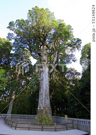 霧島神宮のご神木の杉（鹿児島県霧島市） 53149624